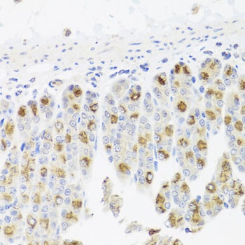CDC45 Antibody