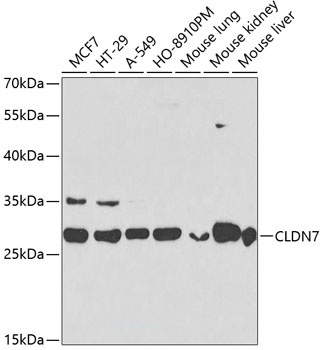CLDN7 Antibody