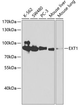 EXT1 Antibody