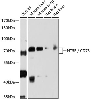 NT5E Antibody