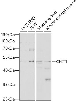 CHIT1 Antibody