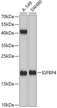 IGFBP4 Antibody