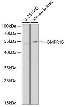 BMPR1B Antibody