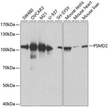 PSMD2 Antibody