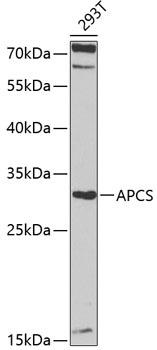 APCS Antibody