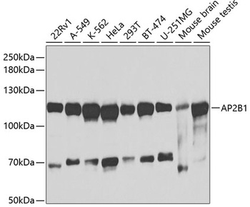 AP2B1 Antibody