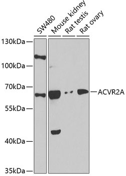 ACVR2A Antibody