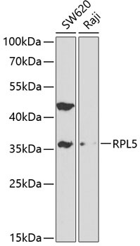 RPL5 Antibody