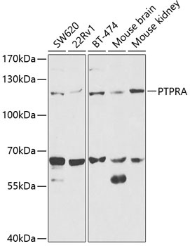 PTPRA Antibody