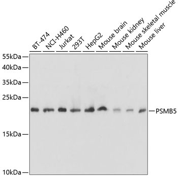 PSMB5 Antibody