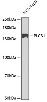 PLCB1 Antibody