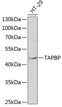 TAPBP Antibody