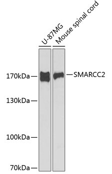 SMARCC2 Antibody