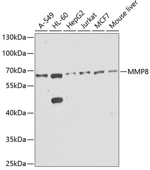 MMP8 Antibody