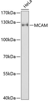MCAM Antibody