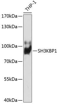 SH3KBP1 Antibody