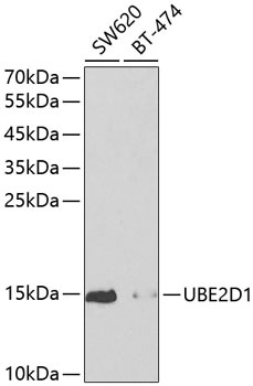 UBE2D1 Antibody