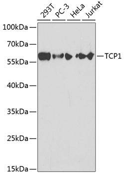 TCP1 Antibody