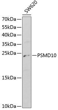 PSMD10 Antibody