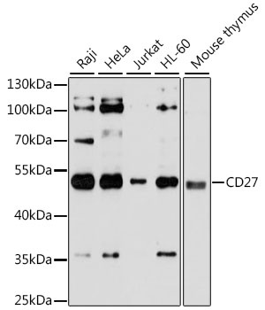 CD27 Antibody