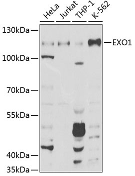 EXO1 Antibody