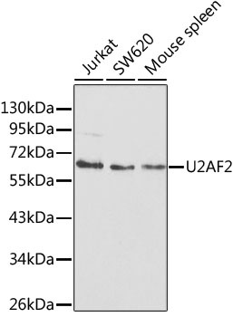 U2AF2 Antibody