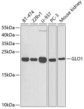GLO1 Antibody