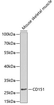 CD151 Antibody