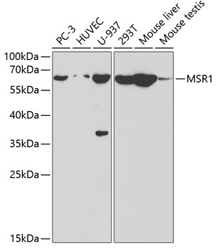 MSR1 Antibody