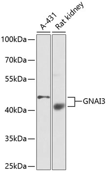 GNAI3 Antibody