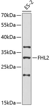 FHL2 Antibody