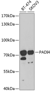 PADI4 Antibody