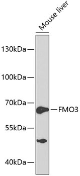FMO3 Antibody