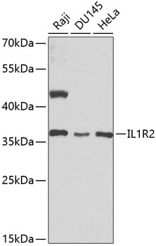IL1R2 Antibody
