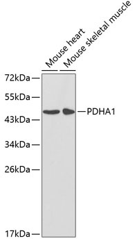 PDHA1 Antibody