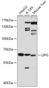 LIPG Antibody