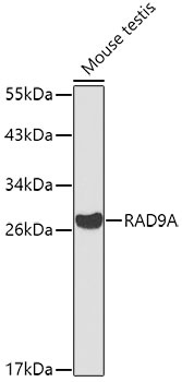 RAD9A Antibody