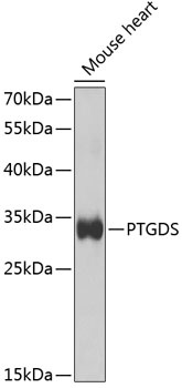 PTGDS Antibody