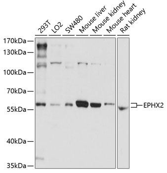 EPHX2 Antibody