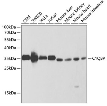 C1QBP Antibody