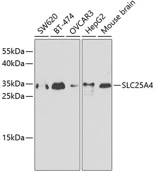 SLC25A4 Antibody