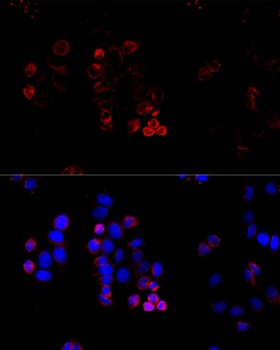 ABCG8 Antibody
