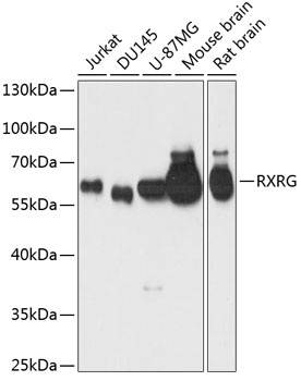 RXRG Antibody