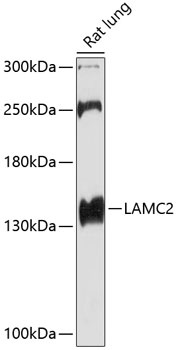 LAMC2 Antibody