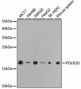 POLR2D Antibody