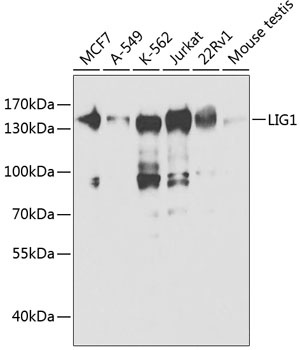 LIG1 Antibody