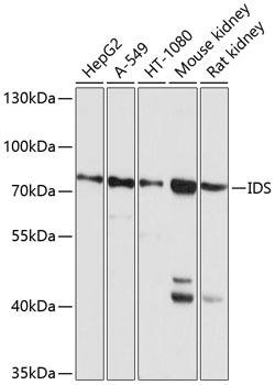 IDS Antibody