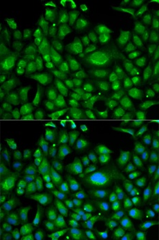 HSPA1L Antibody