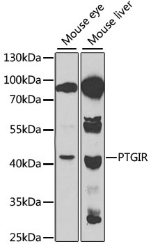 PTGIR Antibody