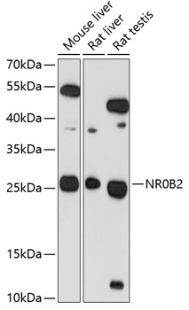 NR0B2 Antibody